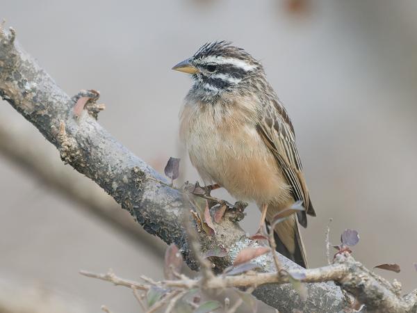 <h3><a href="/trips/oman/biota/animalia/chordata/aves/040 passeriformes/126 emberizidae/emberiza tahapisi/emberiza tahapisi-nl.html">Emberiza&nbsp;tahapisi</a> / Cinnamon‑breasted&nbsp;bunting / Zevenstrepengors</h3>OM-1 Mark II met OLYMPUS M.150-400mm F4.5, 1/2000 sec  bij F4.5, ISO 4000, afstand 8.58&nbsp;m